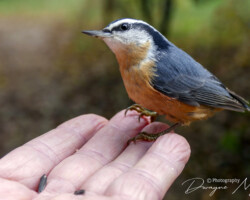 With patience some birds will eat from your hand.