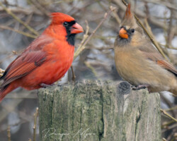 A zoom camera can bring the birds up close.
