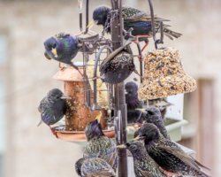 One flock of Starlings or Grackles can empty a feeder.