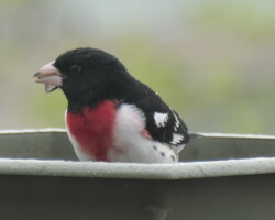 Keep feeder clean, stocked with what the birds like to eat.