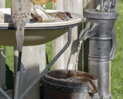Water moving by a solar or electric pump attracts birds.